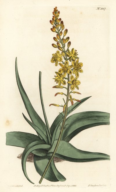 Bulbine alooides de Sydenham Teast Edwards