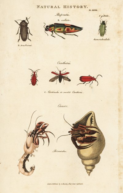 Bupreste y paguro (cangrejo ermitaño) - Escarabajos joya, Buprestis ocellata, cantárida escarlata, y cangrejo ermitaño común, Pagurus bernhardus (Cancer bernardus). Grabado en cobre coloreado a mano después de Sydenham Edwards del Pantologia de John Mason  de Sydenham Teast Edwards