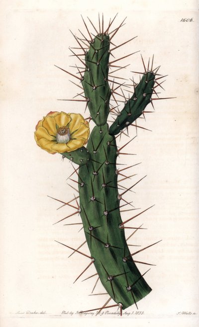 Cactus articulado, variedad de higuera chumbera - Placa grabada por S.Watts, de una ilustración de Sarah Anne Drake, del Botanical Register de Sydenham Edwards de Sydenham Teast Edwards