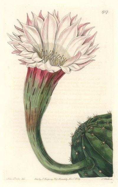 Cactus erizo de mar o bola de Moisés, en flor, nativo de Brasil - Agua fuerte por S. Watts de una ilustración de Sarah Anne Drake (1803-1857), del Registro Botánico de Sydenham Teast Edwards