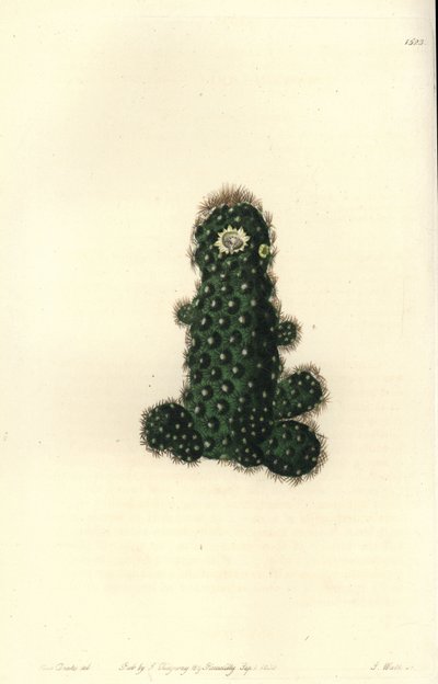 Cactus tenuis (Mammillaria tenuis), del Registro Botánico de Sydenham Edwards de Sydenham Teast Edwards