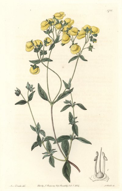 Calceolaire o zapatilla pequeña o bolso de dama, nativa de Chile - Agua fuerte por S. Watts de una ilustración de Sarah Anne Drake (1803-1857), del Registro Botánico de Sydenham Teast Edwards