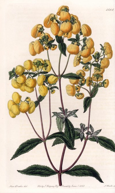 Calceolaire rugosa - Placa grabada por S.Watts, basada en una ilustración de Sarah Anne Drake, del Botanical Register de Sydenham Edwards de Sydenham Teast Edwards