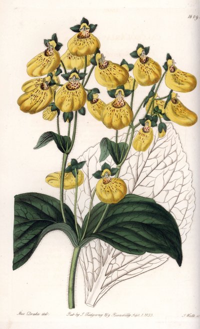 Calceolaria con flores amarillas - Grabado por S.Watts, de una ilustración de Sarah Anne Drake, de la Revista Botánica de Sydenham Edwards, Inglaterra de Sydenham Teast Edwards