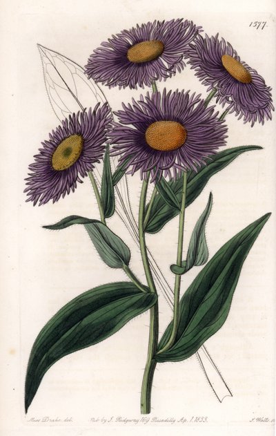 Erigeron de California de Sydenham Teast Edwards