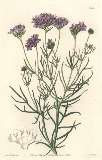 Gilia de California, del Registro Botánico de Sydenham Teast Edwards