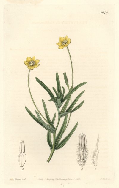 Platistema de California - del Registro Botánico de Sydenham Teast Edwards