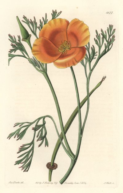 Amapola de California o amapola americana de Sydenham Teast Edwards