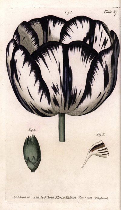 Cáliz de tulipán y clavel giroflée o clavel de floristas de Sydenham Teast Edwards