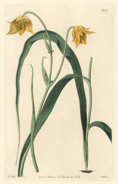 Calochorte (mariposa) o cyclobothre con flores amarillas pálidas, nativa de México de Sydenham Teast Edwards