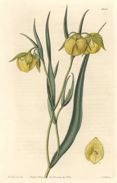 Calochorte (mariposa) o cyclobothre de flores amarillas, nativo de California, del Botanical Register de Sydenham Teast Edwards