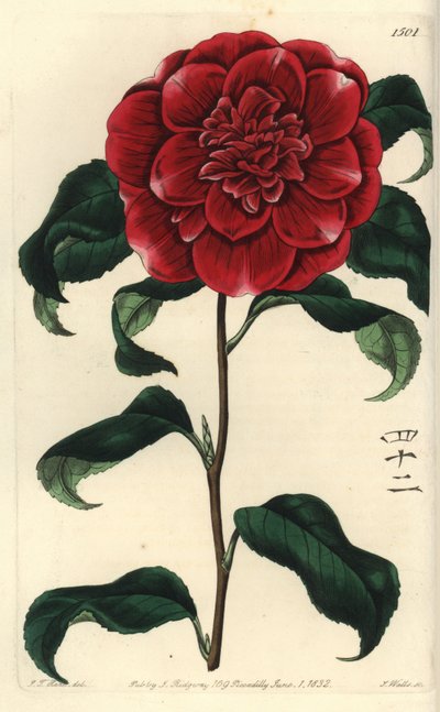 Camelia de Japón, Camellia japonica var. Reevesiana de Sydenham Teast Edwards