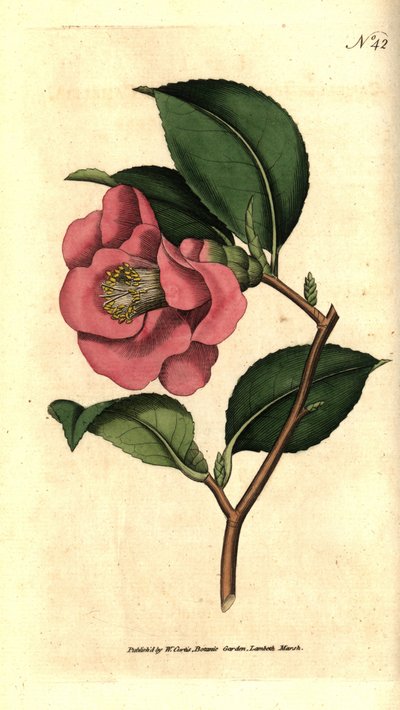Camelia de Japón - Camellia japonica de Sydenham Teast Edwards