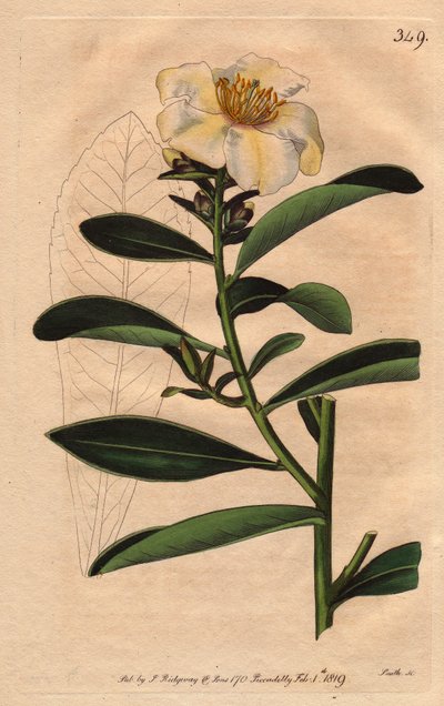 Camellia axillaris, del Botanical Magazine de William Curtis de Sydenham Teast Edwards