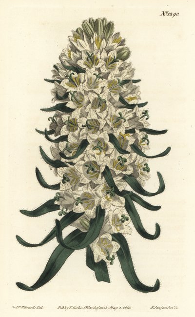 Campanula tiene flores hermosas - Campanula speciosa (Campanula de espiga larga, Campanula thyrsoidea). Grabado en cobre a mano coloreado por F. Sansom Jr. después de una ilustración de Sydenham Edwards del Botanical Magazine de William Curtis, Londres de Sydenham Teast Edwards
