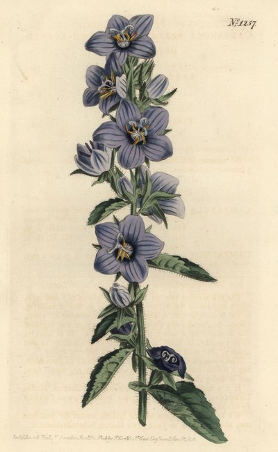 Campanula peregrina - Campanula de hojas ásperas. Grabado en cobre coloreado por F. Sansom Jr. de una ilustración de Sydenham Edwards del Botanical Magazine de William Curtis, Londres de Sydenham Teast Edwards