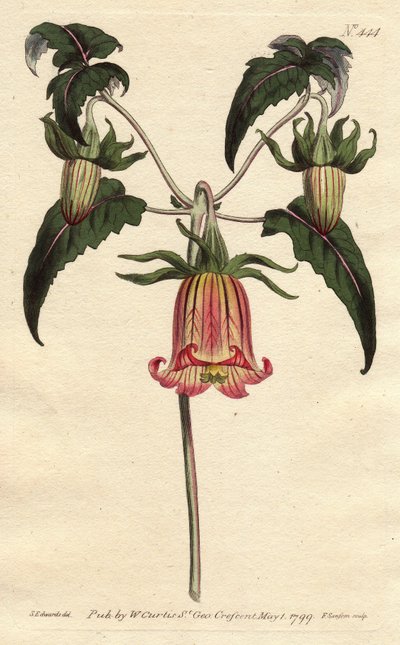 Campanilla canaria, flor en forma de campana caída, amarilla con venas rosadas, originaria de las Islas Canarias - del Registro Botánico de Sydenham Teast Edwards