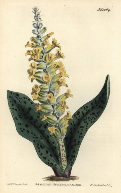 Jacinto del Cabo (falsa orquídea) - Lachenalia orchioides. Grabado en cobre coloreado por F. Sansom Jr. de una ilustración de Sydenham Edwards del Botanical Magazine de William Curtis, Londres de Sydenham Teast Edwards