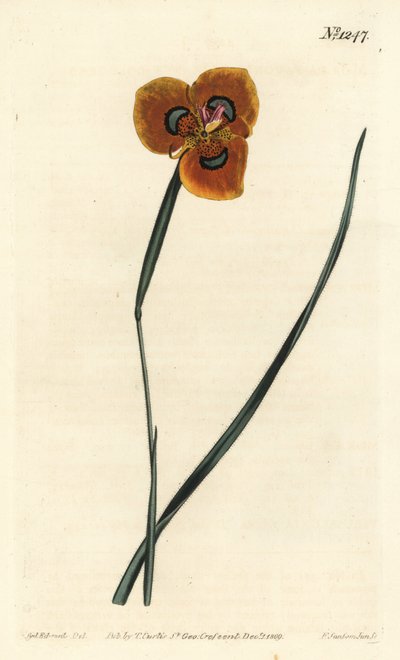 Tulipán del Cabo - Moraea de color naranja, Moraea tulbaghensis (Moraea pavonia). Grabado en cobre coloreado a mano de F. Sansom Jr. después de una ilustración de Sydenham Edwards del Botanical Magazine de William Curtis, T. Curtis, Londres de Sydenham Teast Edwards