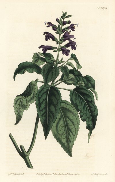 Salvia caribeña - Salvia lamiifolia (Salvia de flores púrpuras, Salvia amoena). Grabado en cobre a mano coloreado por F. Sansom Jr. después de una ilustración de Sydenham Edwards del Botanical Magazine de William Curtis, Londres de Sydenham Teast Edwards