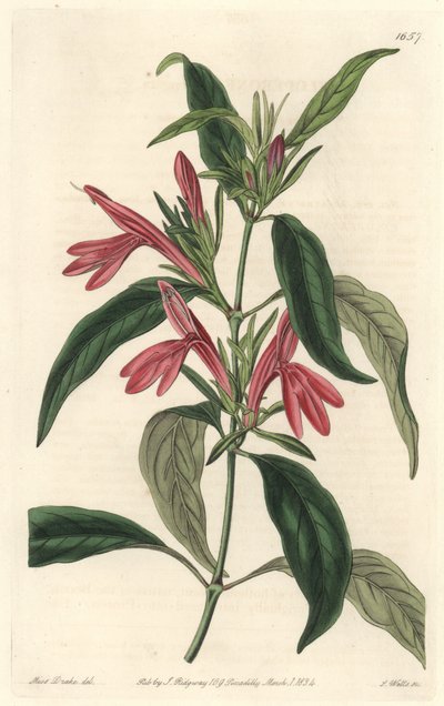 Carmantina, nativa de Brasil - del Registro Botánico de Sydenham Teast Edwards