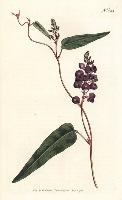 Caulinia bimaculata (Glycine bimaculata). Grabado en cobre coloreado a mano por Sansom después de una ilustración de Sydenham Edwards de la Revista Botánica de William Curtis, Londres de Sydenham Teast Edwards