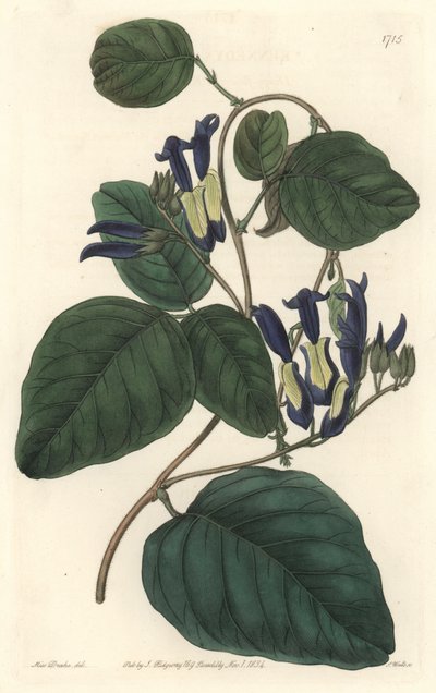 Caulinia negruzca, nativa de Australia, del Registro Botánico de Sydenham Teast Edwards