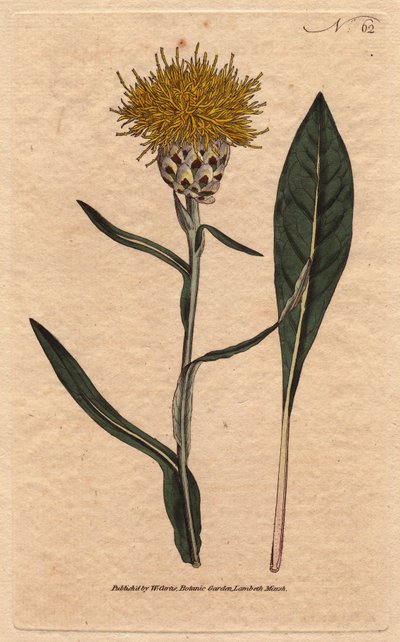 Centaurea de hoja de pastel, Centaurea glastifolia de Sydenham Teast Edwards