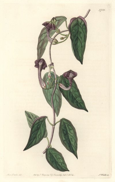 Ceropegia elegante, nativa de India - Agua fuerte de S. Watts de una ilustración de Sarah Anne Drake (1803-1857), del Registro Botánico de Sydenham Teast Edwards