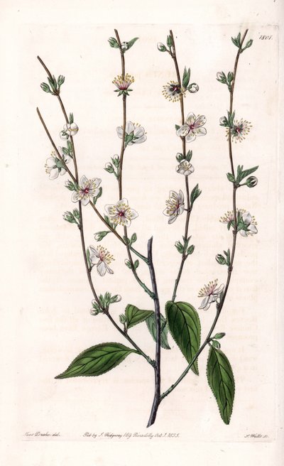 Cerezo - Placa grabada por S. Watts, de una ilustración de Sarah Anne Drake (1803-1857), del Registro Botánico de Sydenham Edwards (1768-1819), Inglaterra de Sydenham Teast Edwards