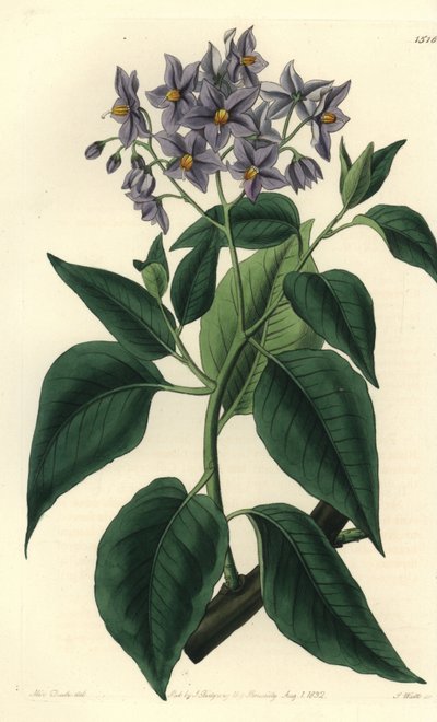Árbol de papa chileno o solanum de hojas rizadas - del Registro Botánico de Sydenham Teast Edwards