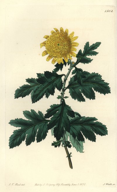 Crisantemo indio amarillo doble, del Botanical Register de Sydenham Edwards de Sydenham Teast Edwards
