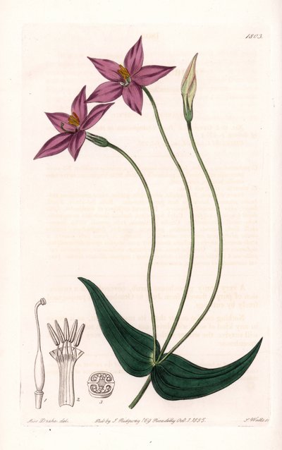 Chironia Variete - Placa grabada por S.Watts, de una ilustración de Sarah Anne Drake, del Registro Botánico de Sydenham Edwards de Sydenham Teast Edwards