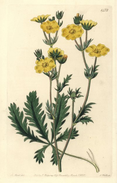 Cinquefoil erguido - Potentilla laciniosa. Grabado en cobre coloreado a mano por S. Watts después de una ilustración de M. Hart del Botanical Register de Sydenham Edwards, Ridgeway, Londres de Sydenham Teast Edwards