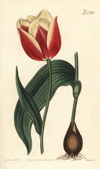 Tulipa suaveolens var. latifolia de Sydenham Teast Edwards