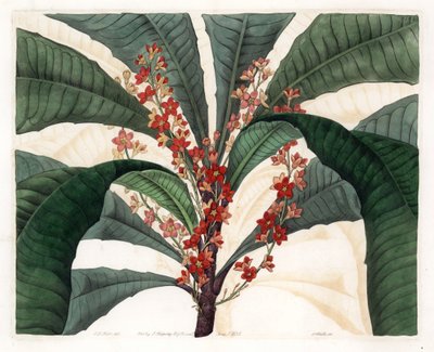 Clavija Variedad - Placa grabada por S. Watts, de una ilustración de I.J. Hart, del Registro Botánico de Sydenham Edwards (1768-1819), Inglaterra de Sydenham Teast Edwards