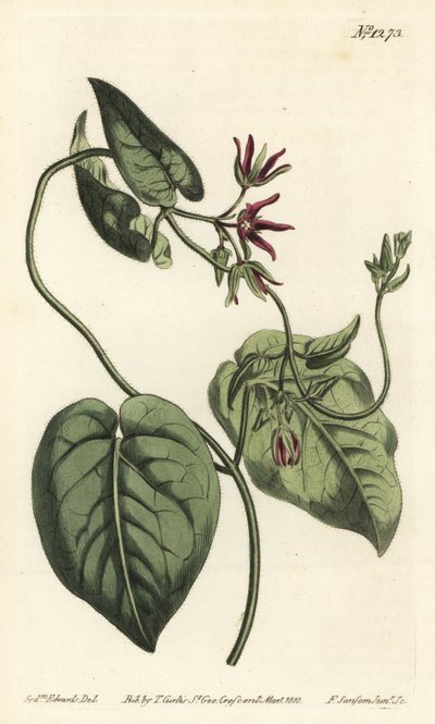 Matelea obliqua de Sydenham Teast Edwards
