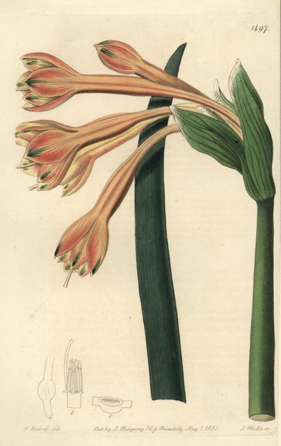Clinanthus fulvus (Coburgia fulva) de Sydenham Teast Edwards