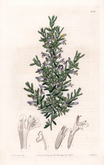 Clinopodium Variete de Sydenham Teast Edwards