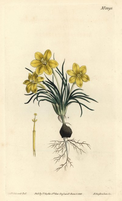 Flor de reloj, del Botanical Magazine de William Curtis de Sydenham Teast Edwards
