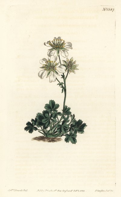 Cincoenrama de Clusius - Potentilla clusiana. Grabado en cobre coloreado por F. Sansom Jr. de una ilustración de Sydenham Edwards del Botanical Magazine de William Curtis, Londres de Sydenham Teast Edwards