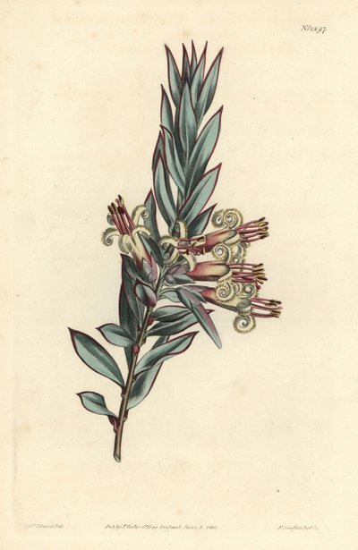 Styphelia de flores en racimo, Styphelia triflora de Sydenham Teast Edwards