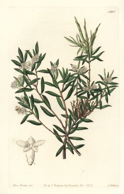 Leucopogon parviflorus, del Botanical Register de Sydenham Edwards de Sydenham Teast Edwards