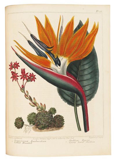Siempreviva de Telaraña y Strelitzia de Hojas de Caña, 1806 de Sydenham Teast Edwards