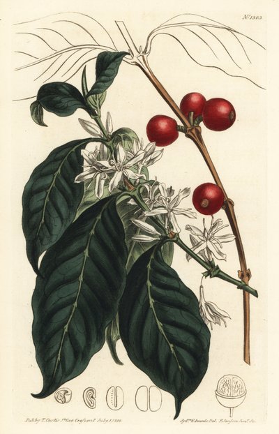 Cafeto arábica - Árbol de café, Coffea arabica de Sydenham Teast Edwards