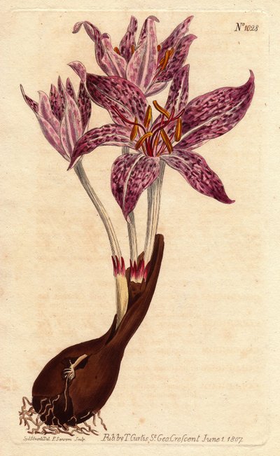 Azafrán de pradera con bulbo y flores púrpuras moteadas, del Botanical Magazine de William Curtis de Sydenham Teast Edwards