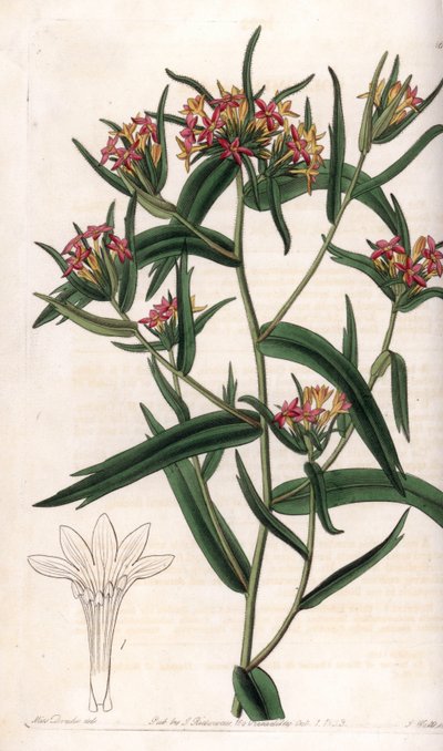 Collomia neon - del Registro Botánico de Sydenham Teast Edwards