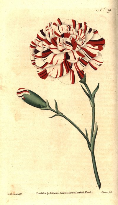 Clavel común, Dianthus caryophyllus de Sydenham Teast Edwards