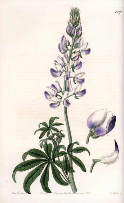 Lupino de ribera común - Placa grabada por S.Watts, de una ilustración de Sarah Anne Drake (1803-1857), del Botanical Register de Sydenham Edwards (1768-1819), Inglaterra de Sydenham Teast Edwards