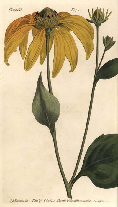 Rudbeckia hirta de Sydenham Teast Edwards